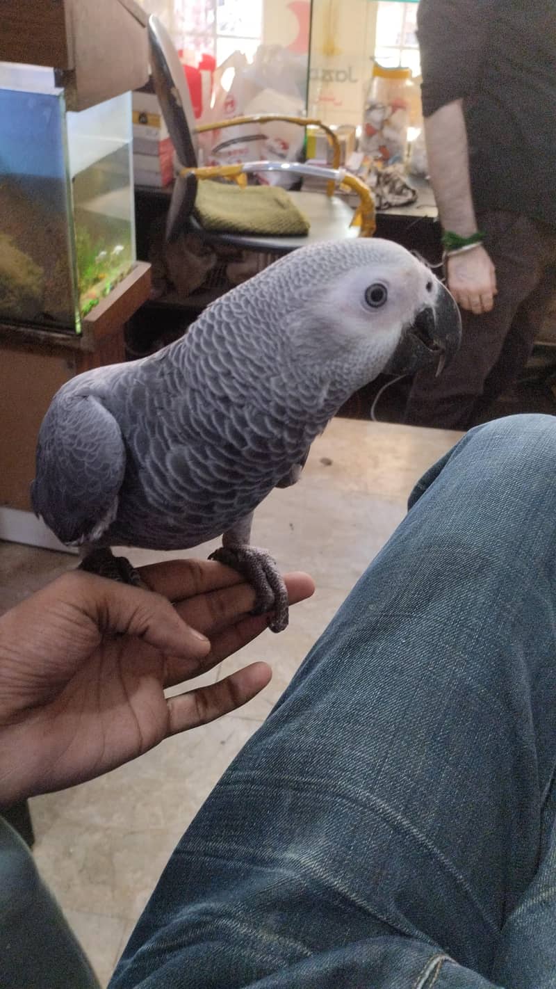 row parrot 5