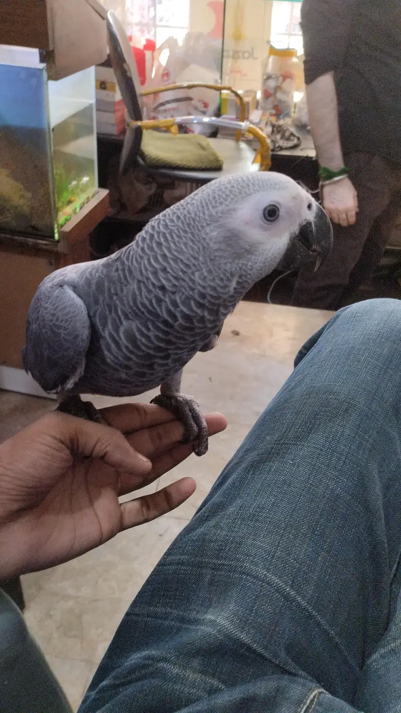 row parrot — photo 6