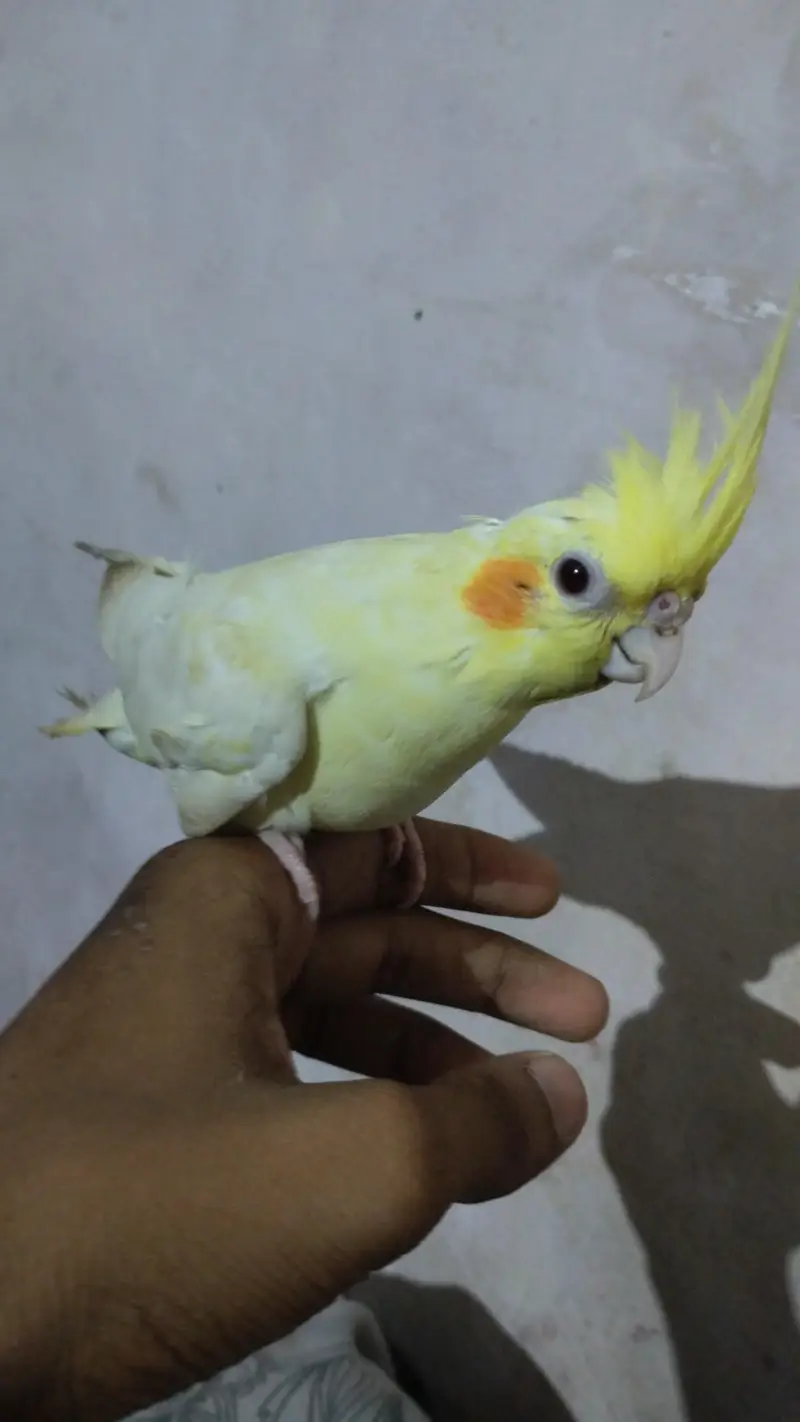 row parrot — photo 8