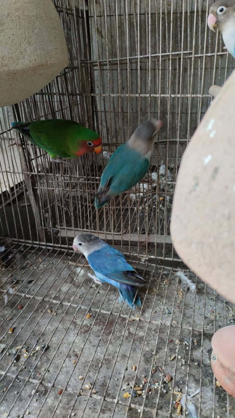 row parrot 8