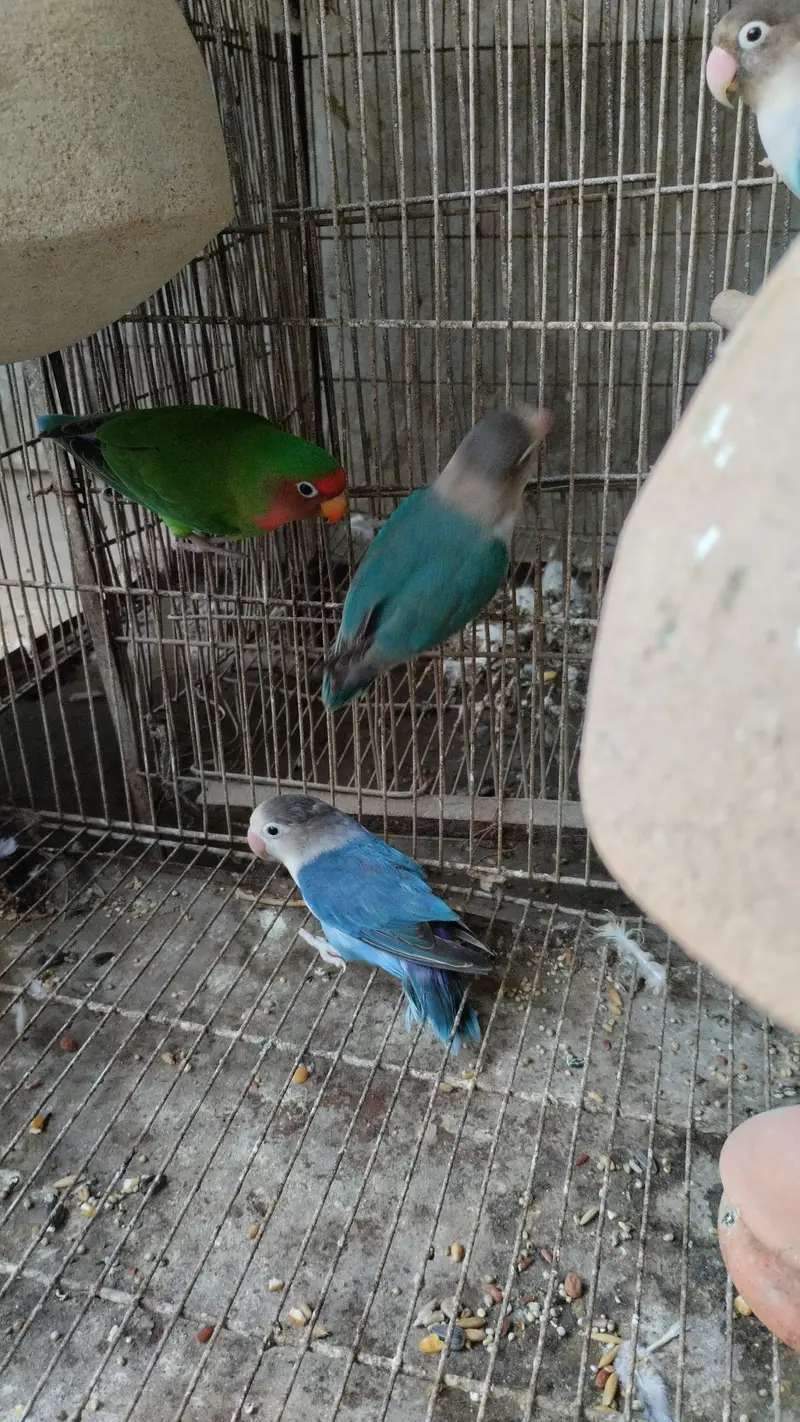 row parrot — photo 9