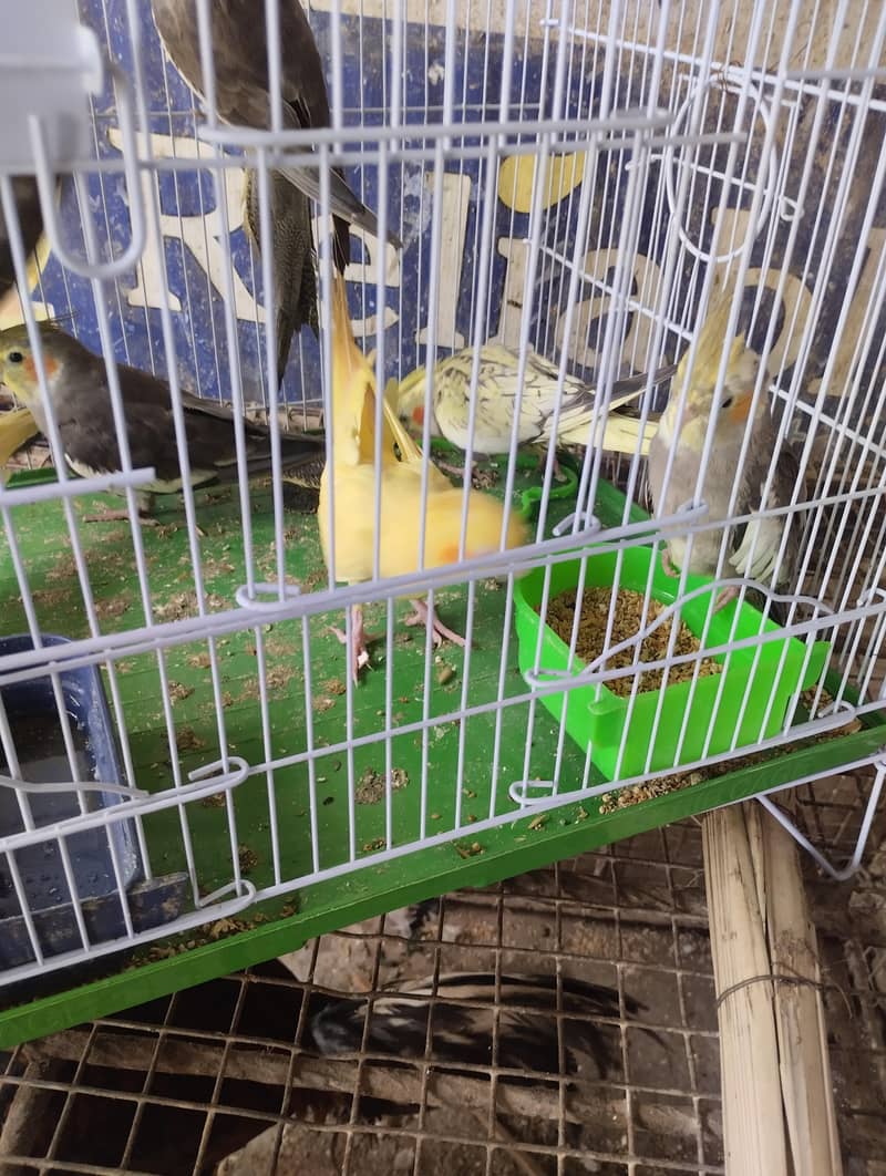 row parrot 9
