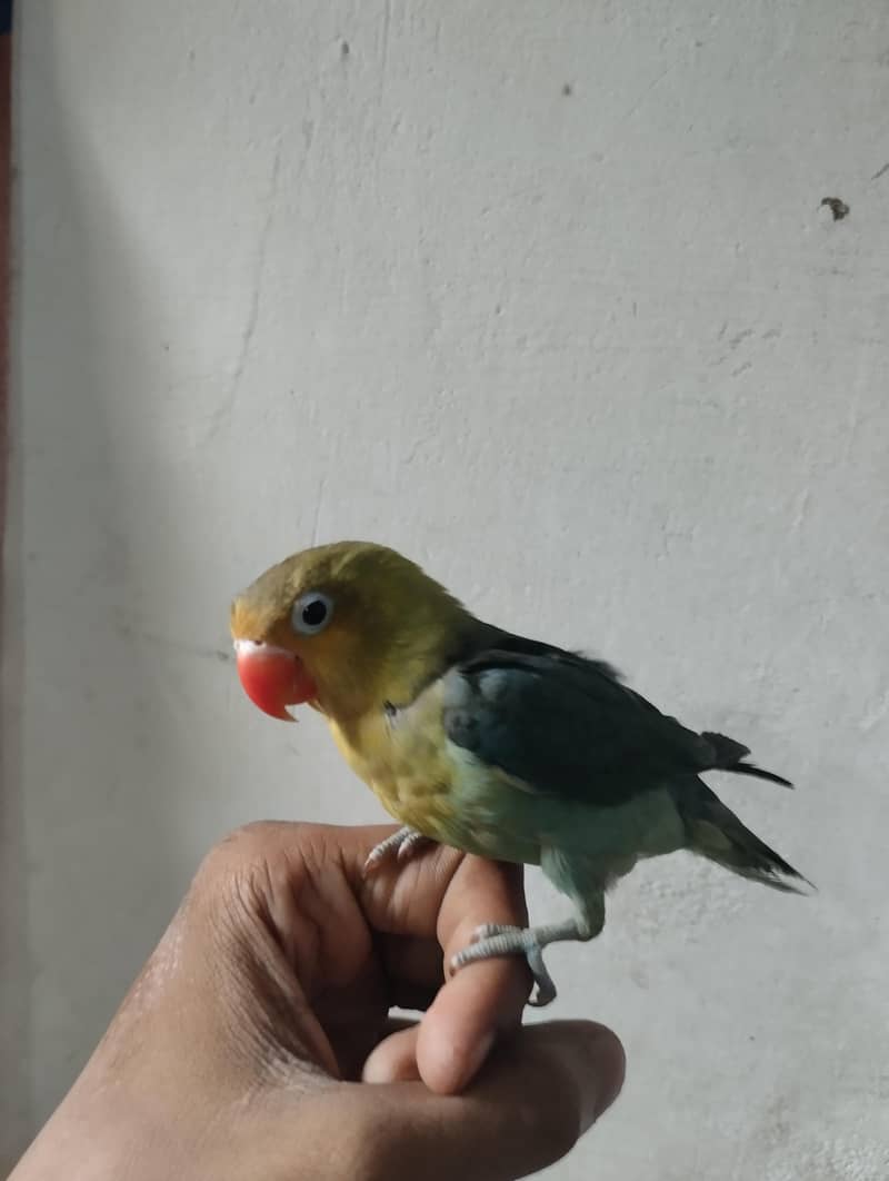 row parrot 10