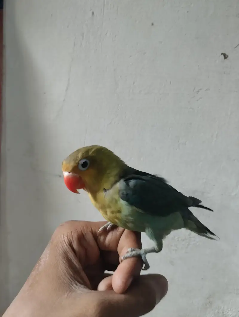 row parrot — photo 11