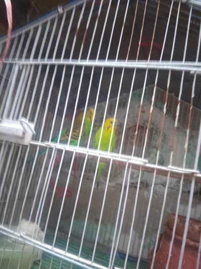 Australian parrot