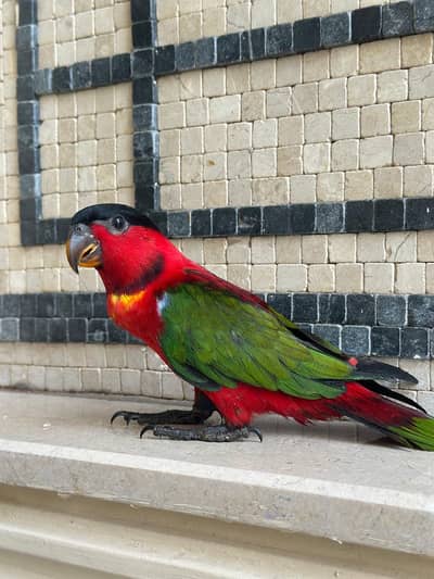 Yellow Bib lorikeet