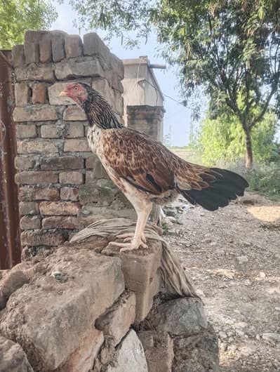 Very aseel breed and rare blood. Very good breeder.