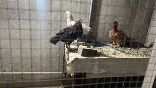 7 Desi / Golden Misri Hens For Sale