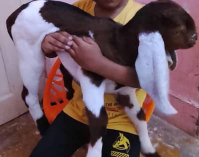 Beautiful And Healthy Goats (2)