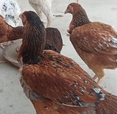 Aseel murghian healthy and active hens home pet