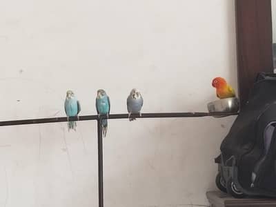 parrots for sale 03008408524