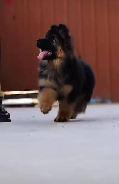 Imported  // German/ Shepherd/ Puppies 03423532758 WhatsApp