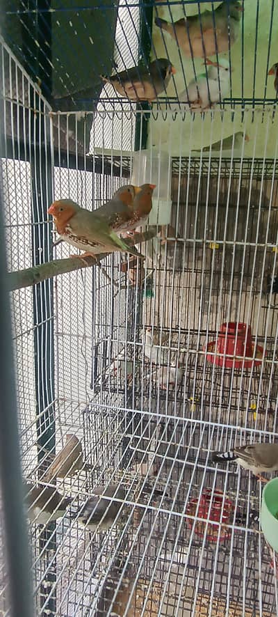 3 orange bird fnch