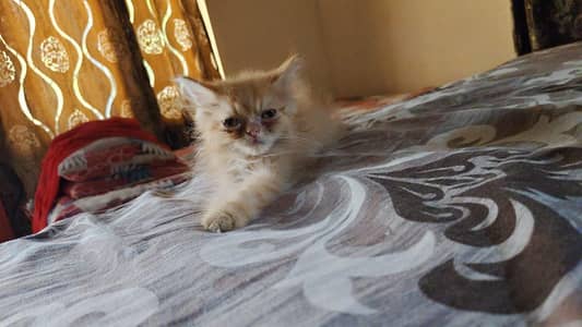 homebreed kitten pure persion