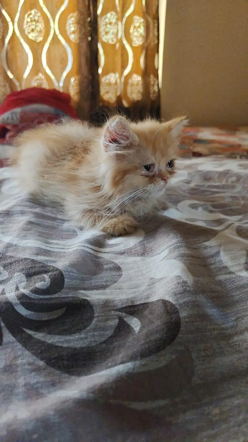 homebreed kitten pure persion — photo 2