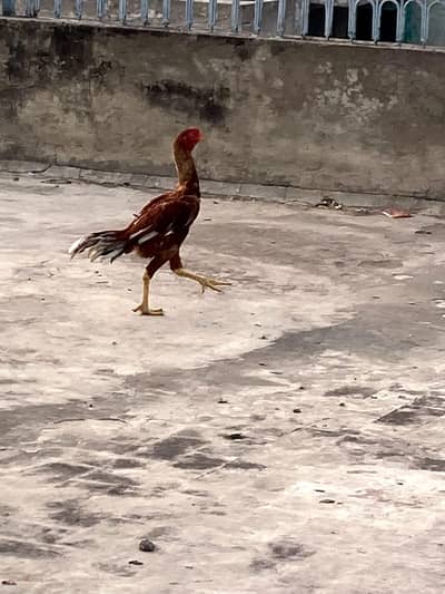 Pakistani aslle
