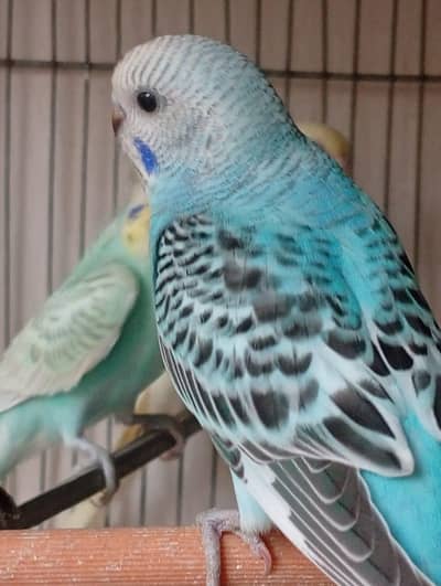 Australian albino and Lutino Red Eye for sale