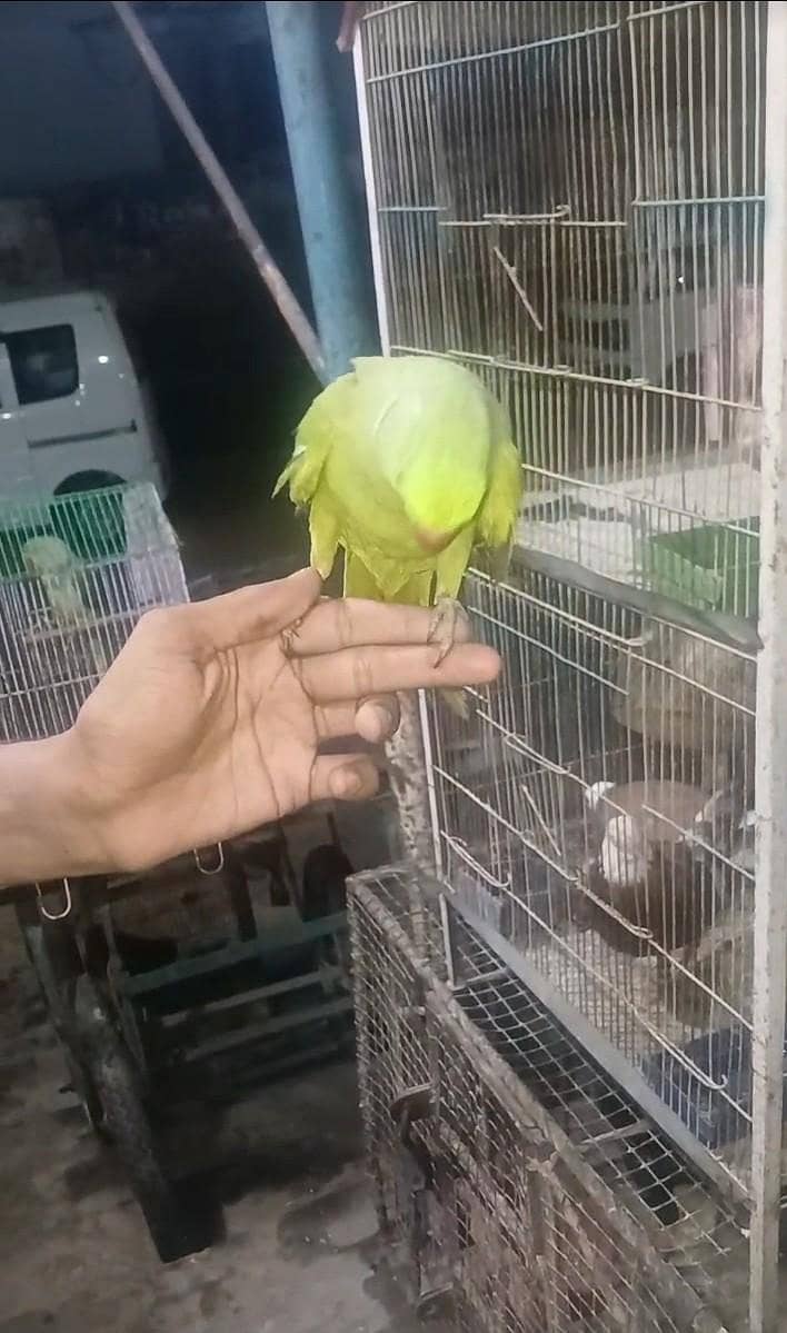 row parrot 11
