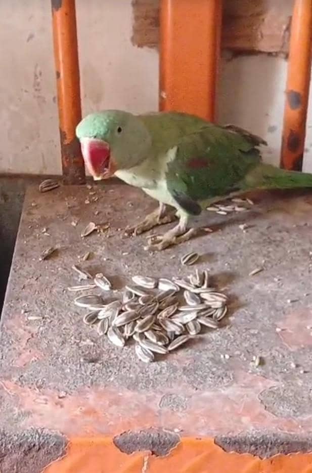 row parrot 12