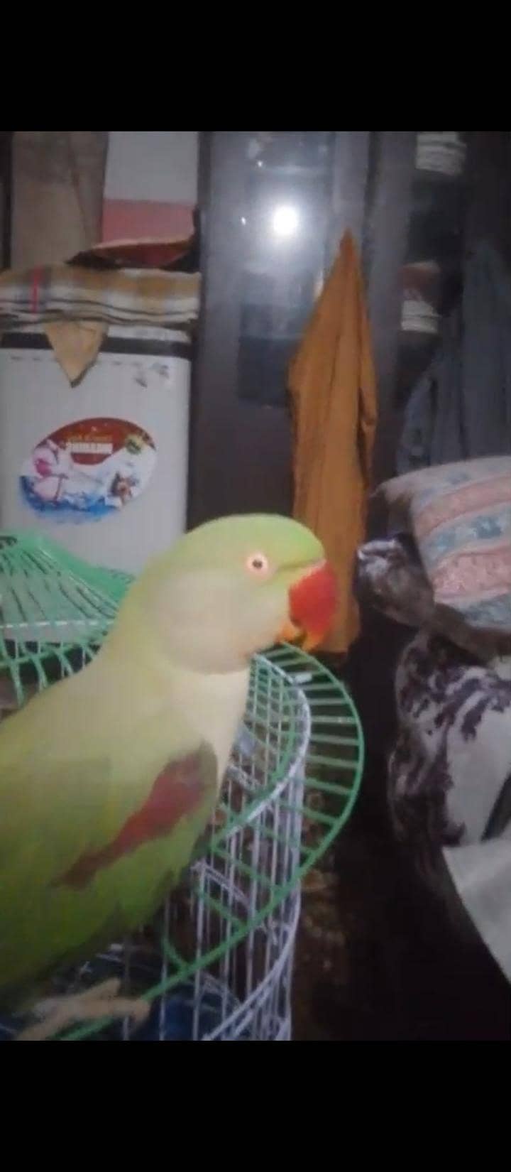 row parrot 15