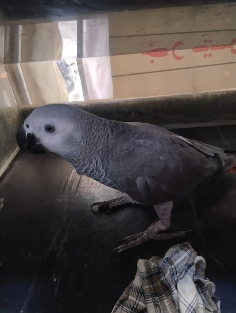 row parrot 16