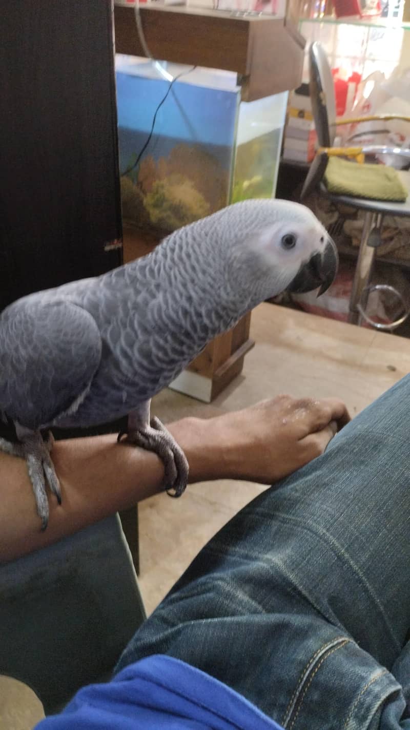 row parrot 17