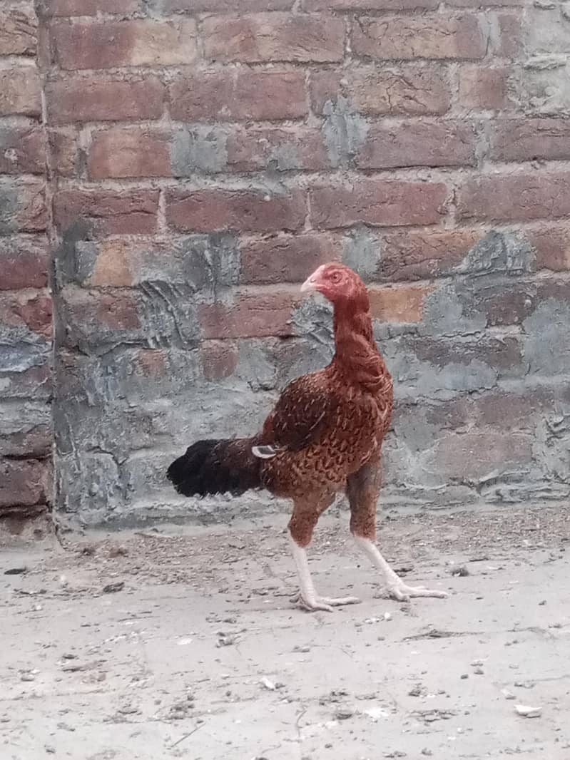 female 0