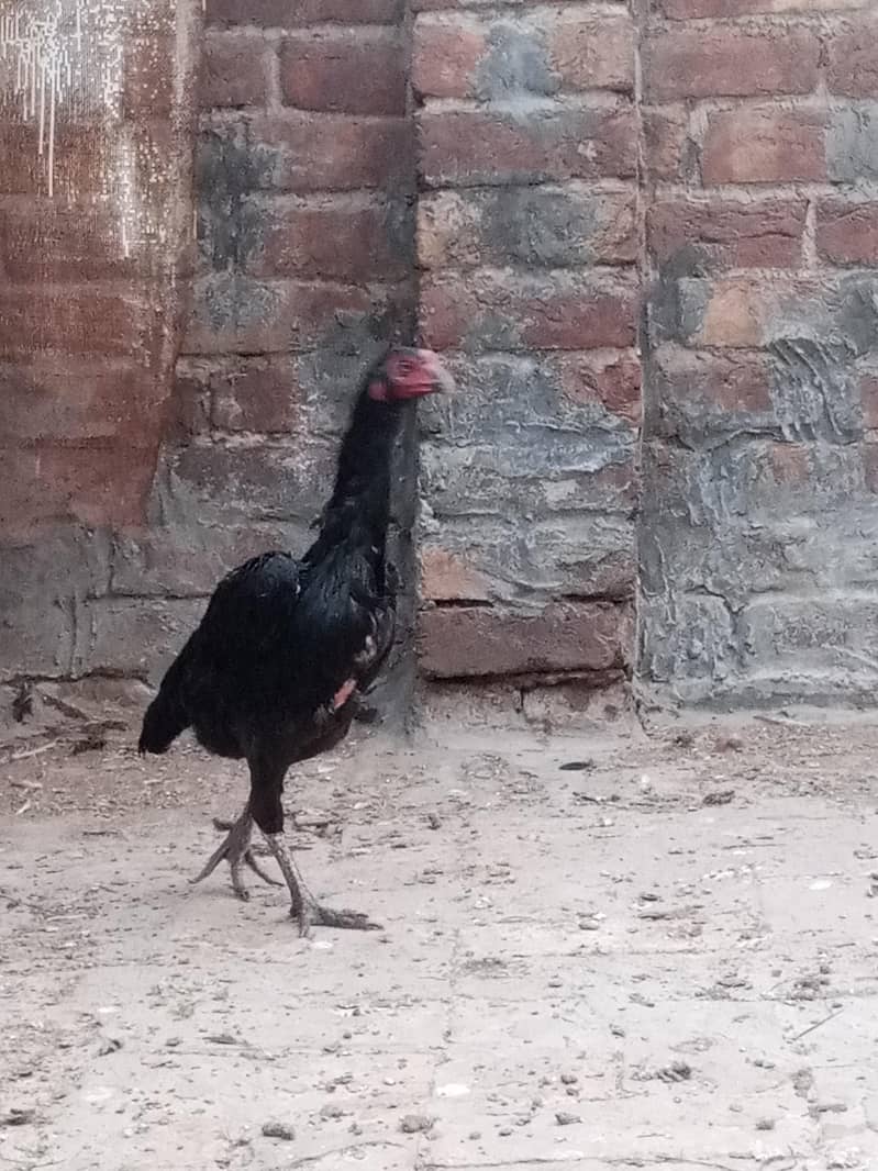 female 1