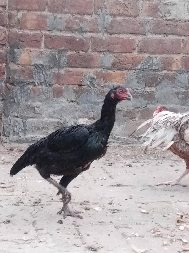 female 2