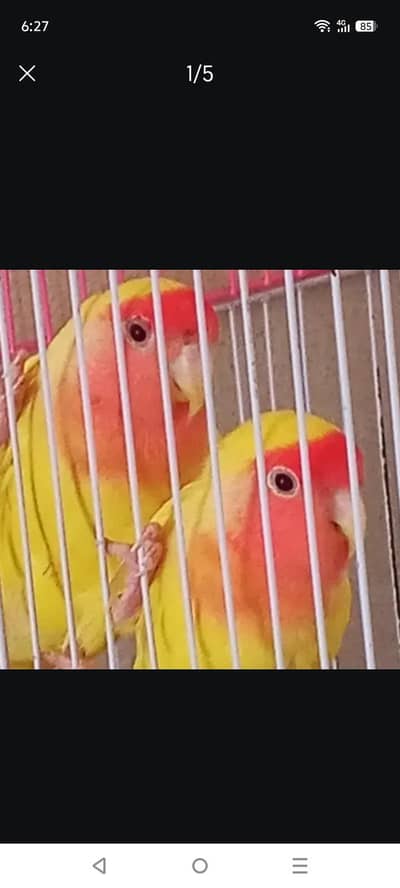 love bird for sale