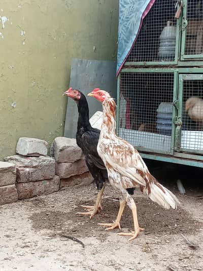 Pure Aseel Murga & Chicks