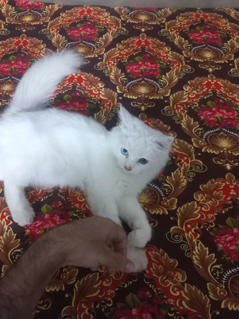 Odd eyes cat pair — photo 3