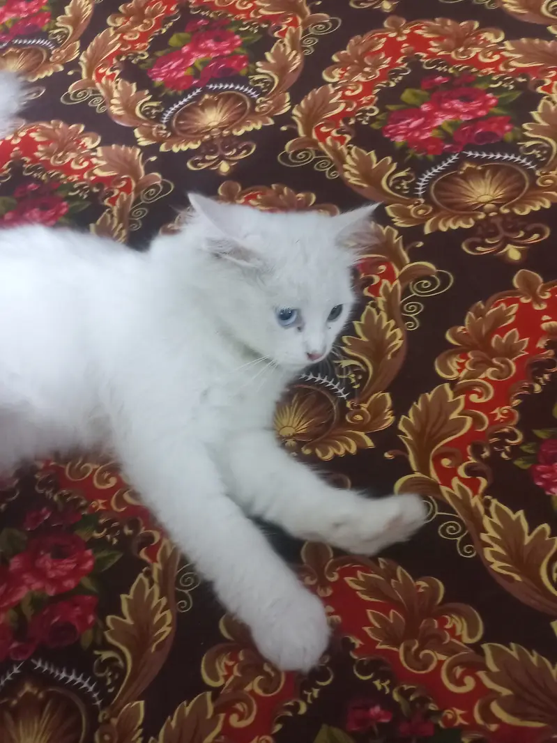 Odd eyes cat pair — photo 4