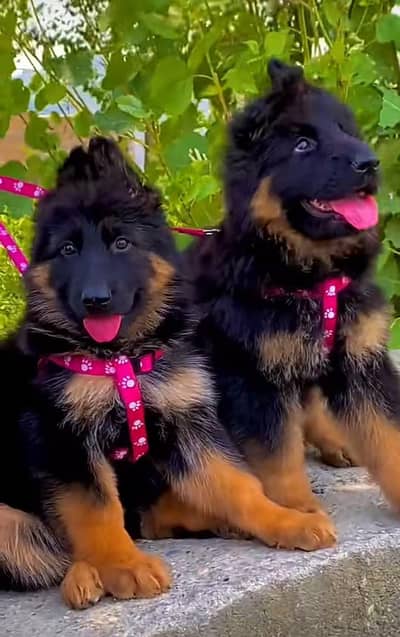Pure German Shepherd long code puppy for sale 03413996191