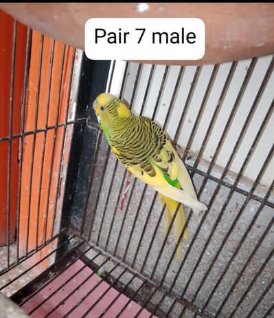 Budgie/ Australian parrots  Budgies / Australian parrots Available