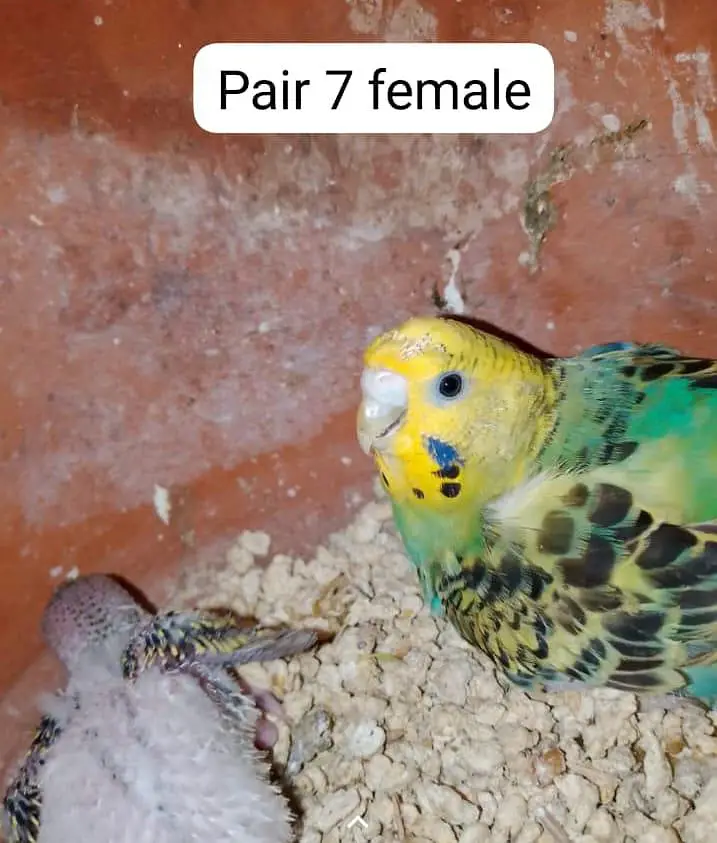 Budgie/ Australian parrots  Budgies / Australian parrots Available — photo 2