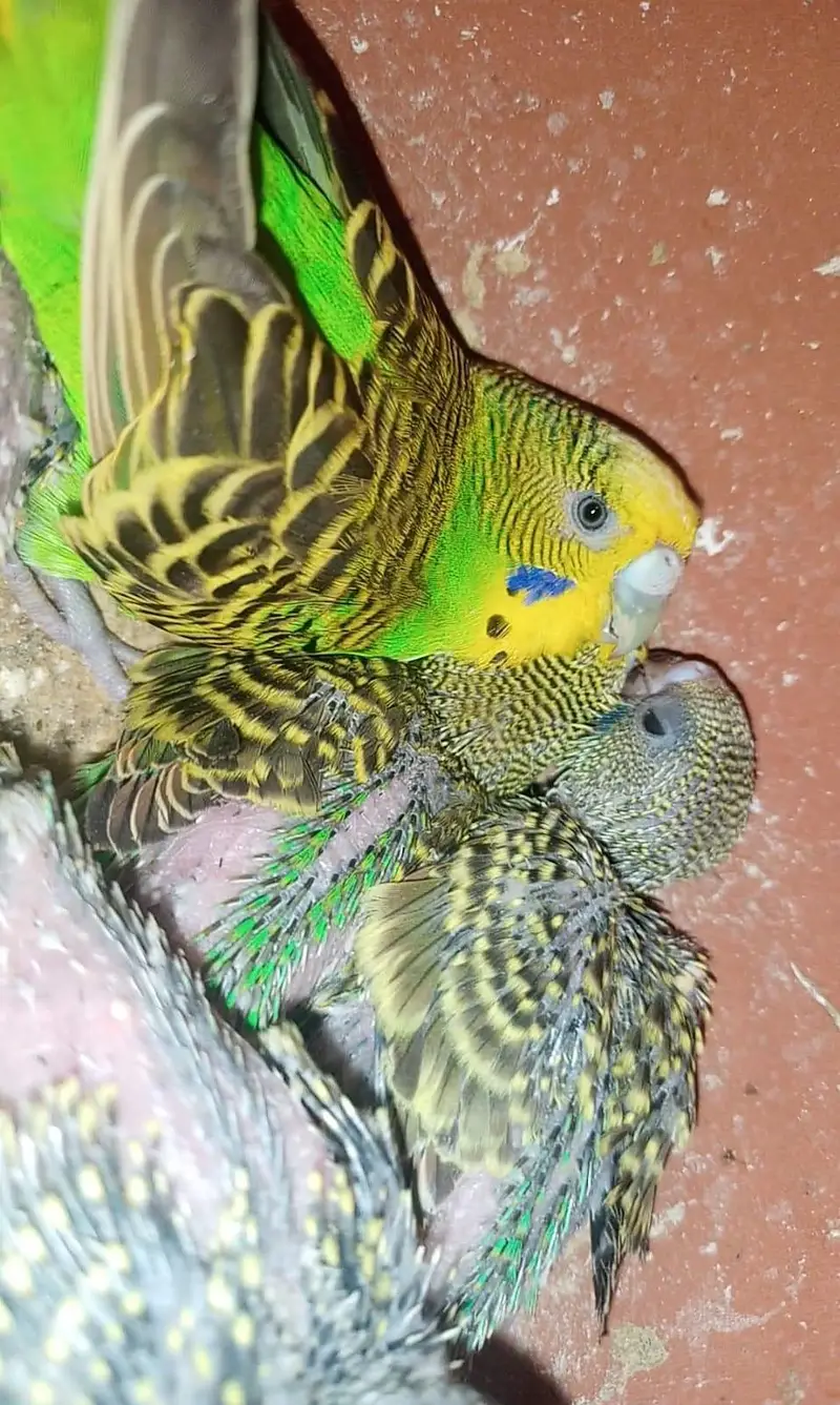 Budgie/ Australian parrots  Budgies / Australian parrots Available — photo 3