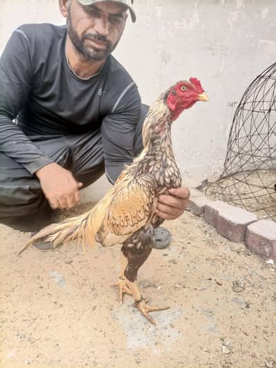 hi quality shajra patha