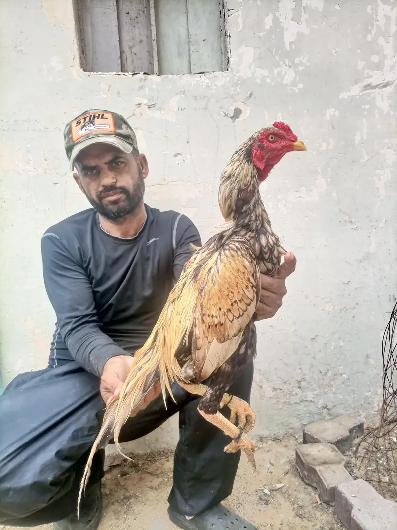 hi quality shajra patha — photo 2