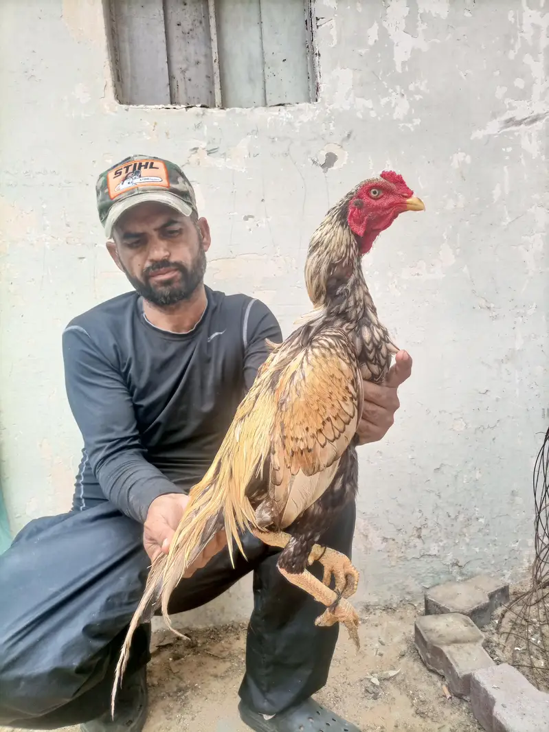 hi quality shajra patha — photo 3