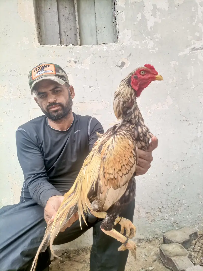 hi quality shajra patha — photo 4