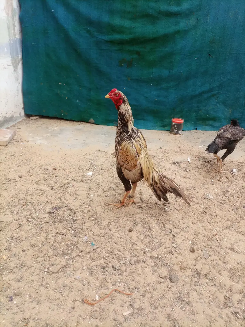 hi quality shajra patha — photo 5