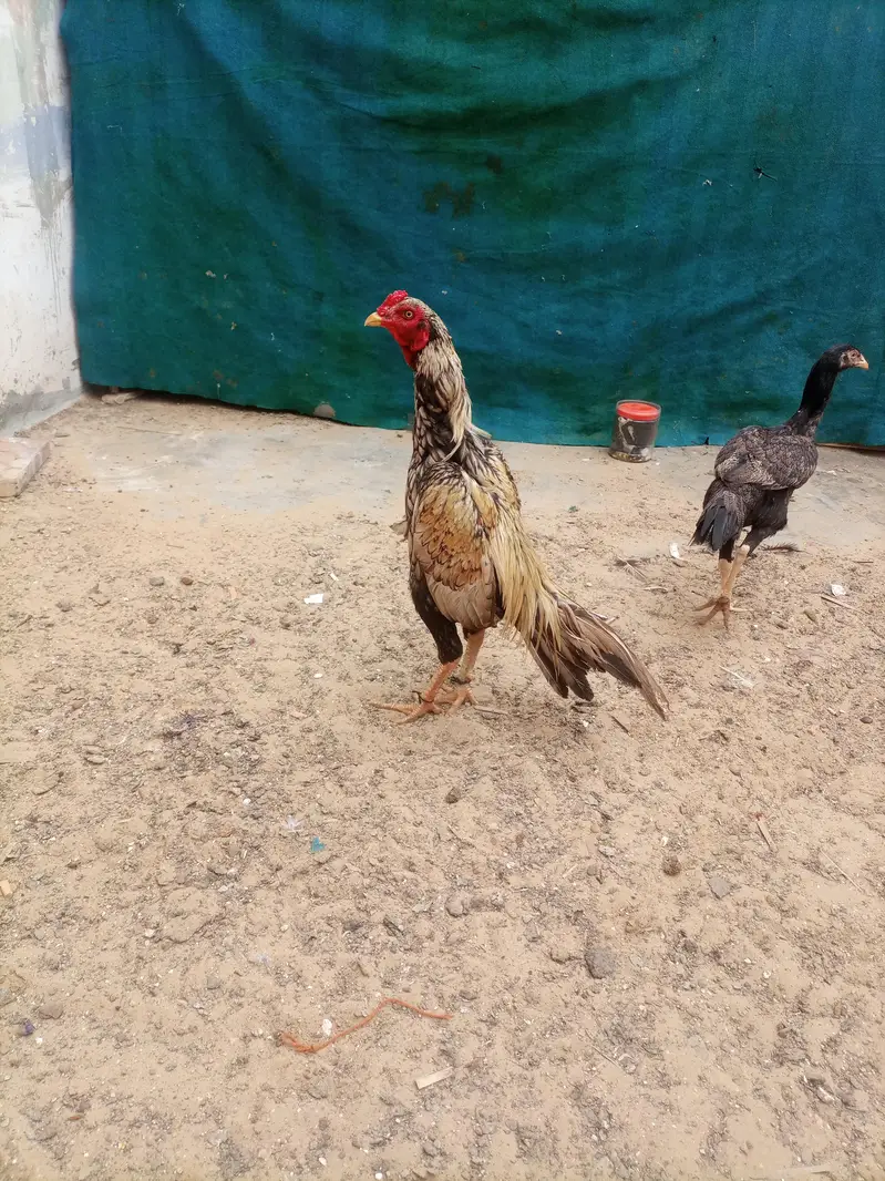 hi quality shajra patha — photo 6