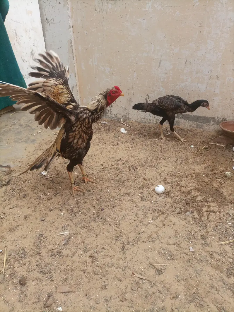 hi quality shajra patha — photo 7