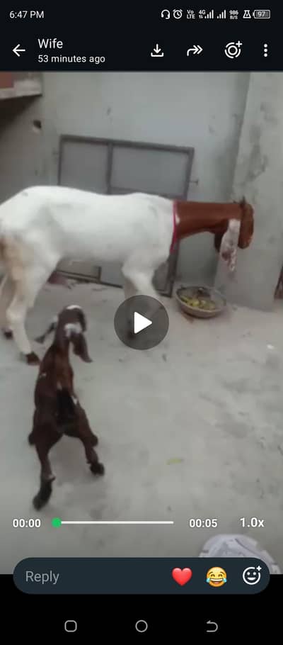 Bakri or ik mail bacha