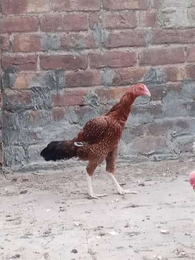 female for sale