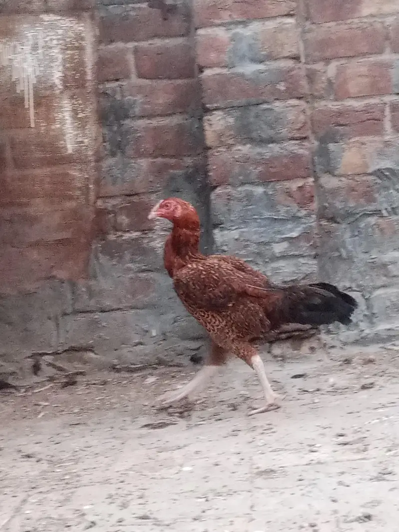 female for sale — photo 3