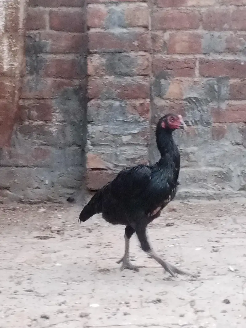female for sale — photo 6