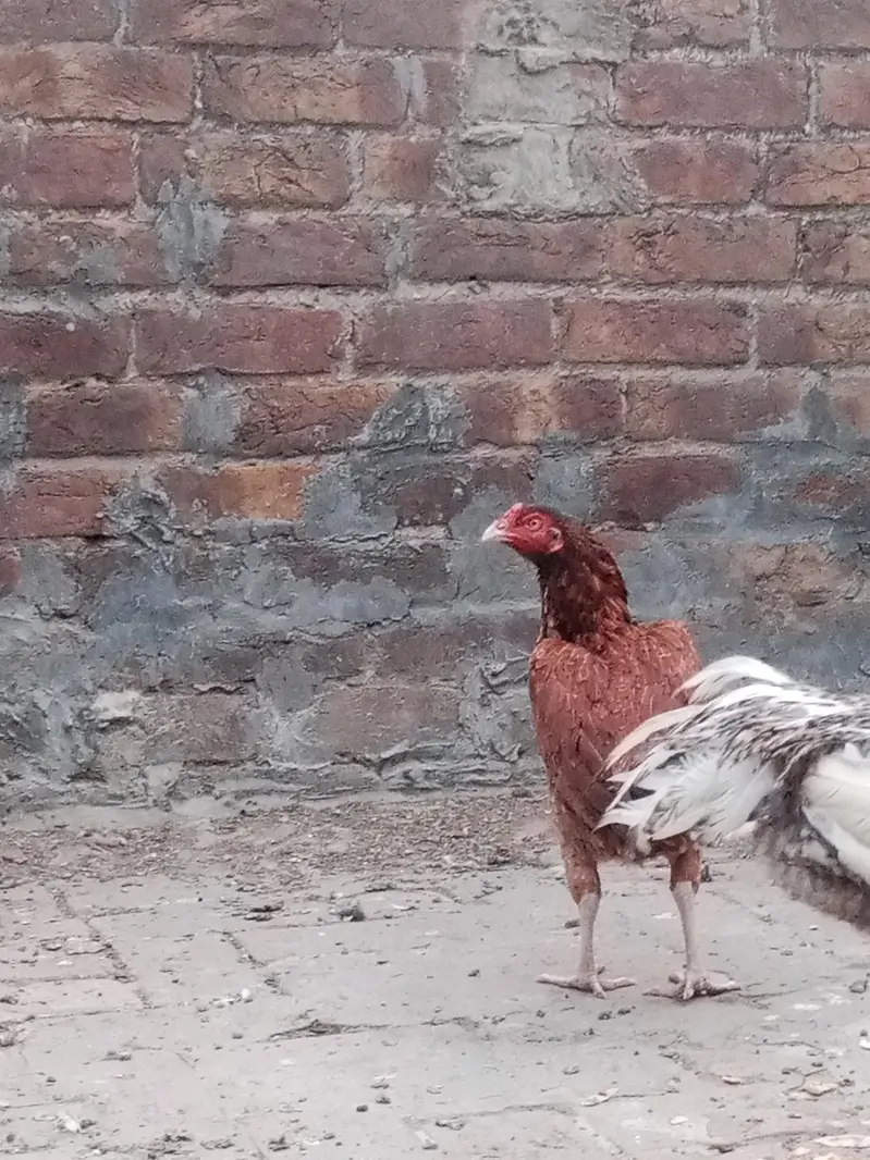 female for sale — photo 7