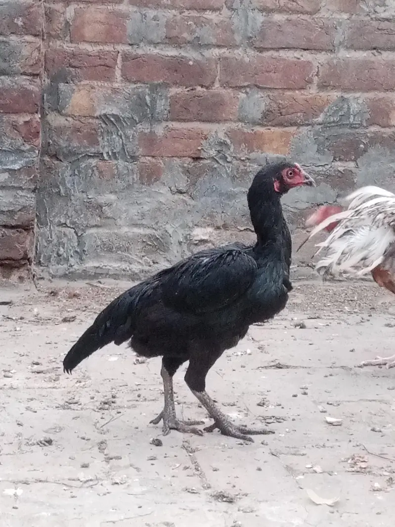 female for sale — photo 10